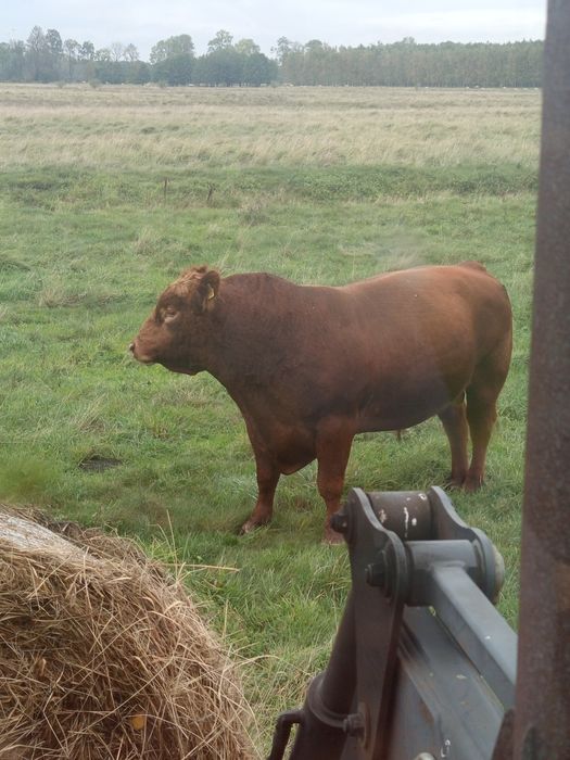 Angus czerwony, simental mięsny