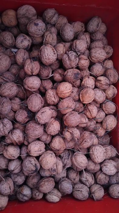 Orzechy włoskie z własnej działki.