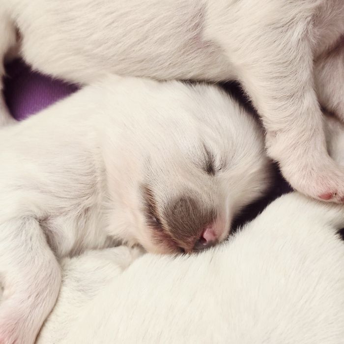 Samoyed, już są! Szczenięta ZKwP!