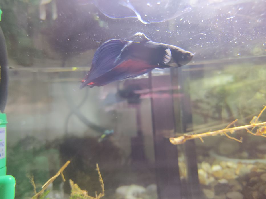 Bettas Azul XL Lindo E Outras Cores