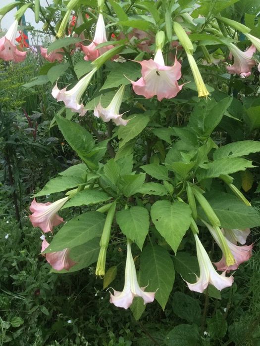 Дурман Бругмансія