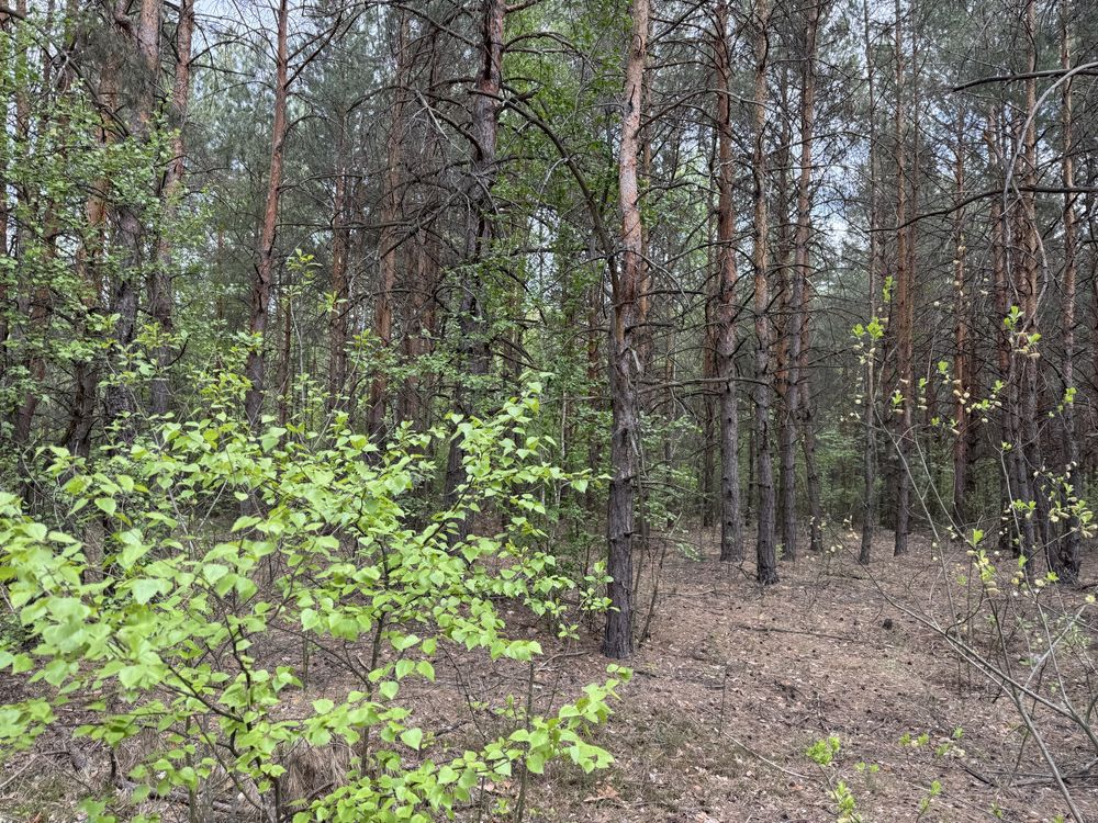 Земельна ділянка. с.Бабинці.