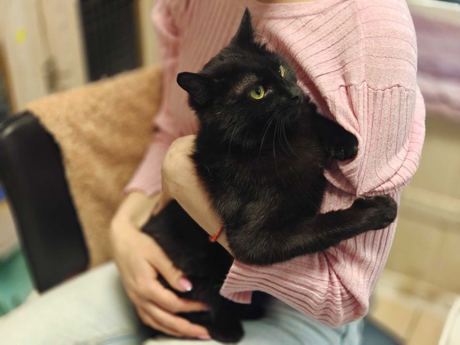 Кася: одна кішечка між домом і вулицею (1 рік, кішка)