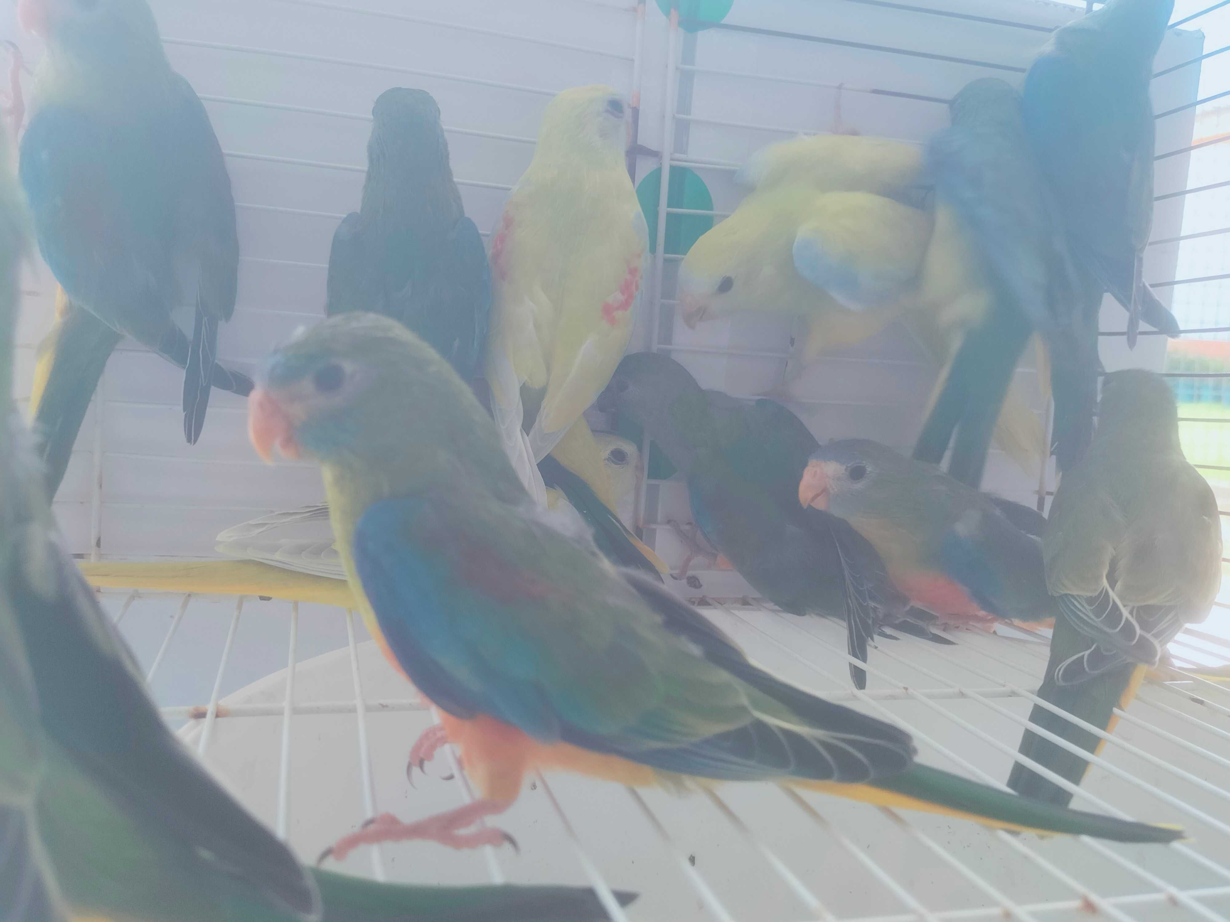 Venda de Periquitos Neophemas Turquoisines Machos