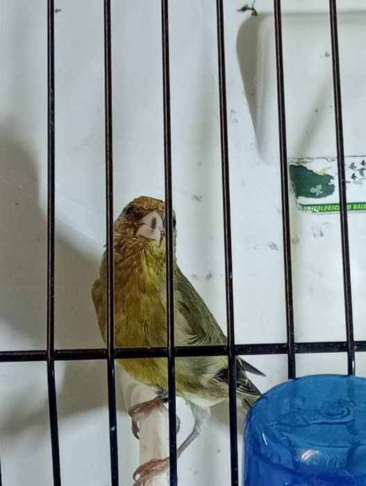 Híbridos /Mestiços