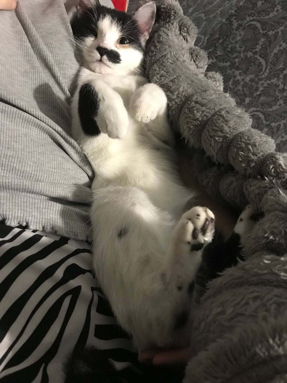 Отдам котика в хорошие руки