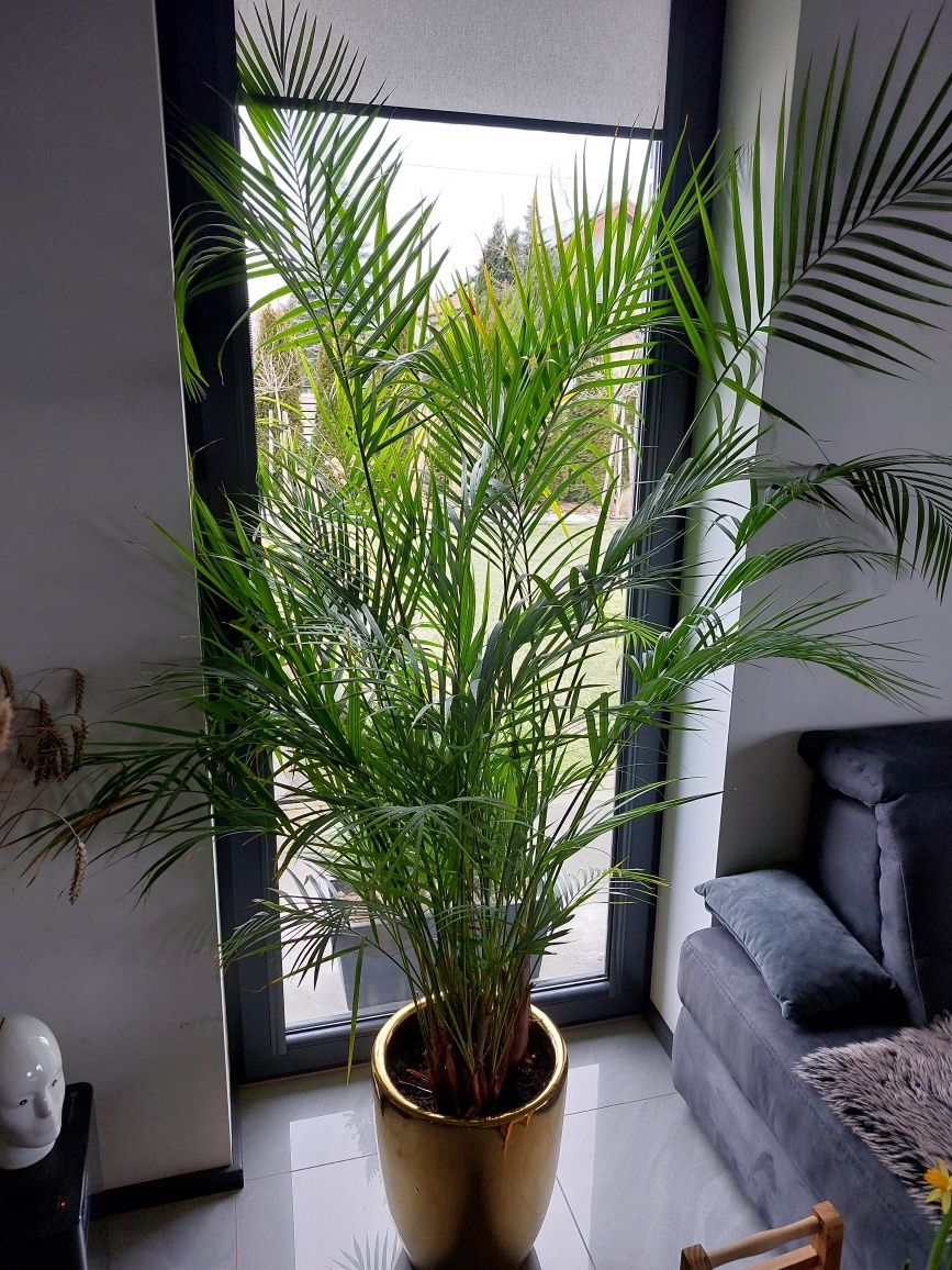 Palma Areca duzy okaz