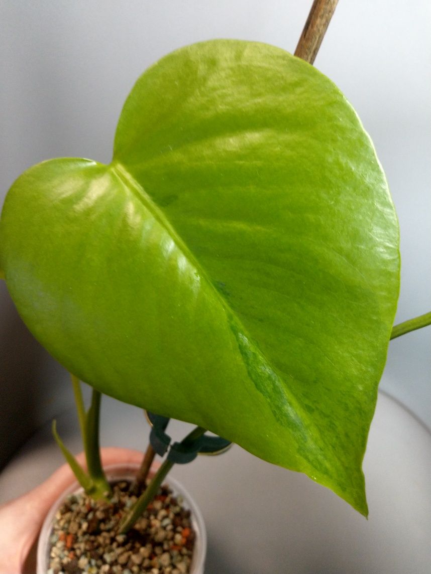 Monstera Green on Green