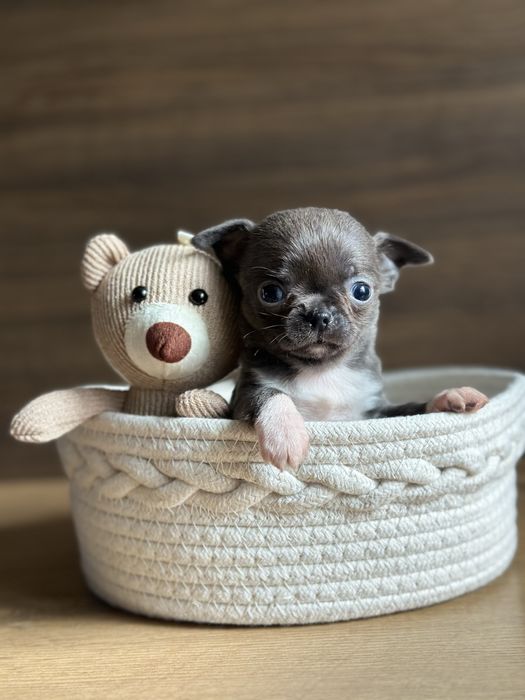 CHIHUAHUA  blue niebieski  mini  :)
