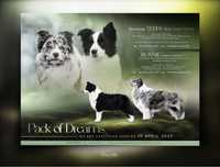 Piesek Border Collie FCI gotowy do zmiany domu