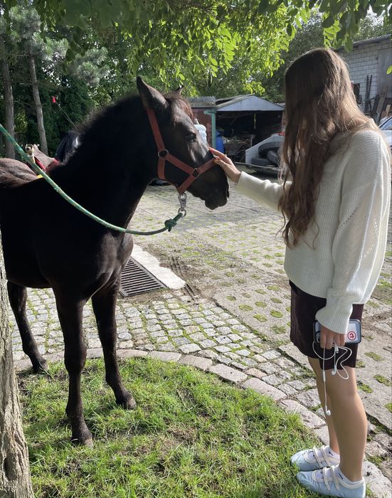 Klacz konik polski w parze z ogierkiem