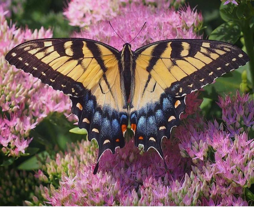 Седум чи Очиток ВИДНИЙ- багaторічник фіалка