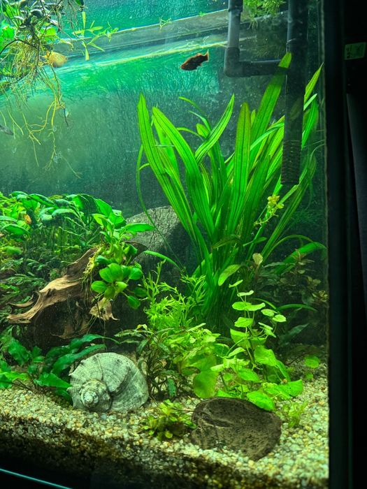 Rośliny akwariowe anubias i inne