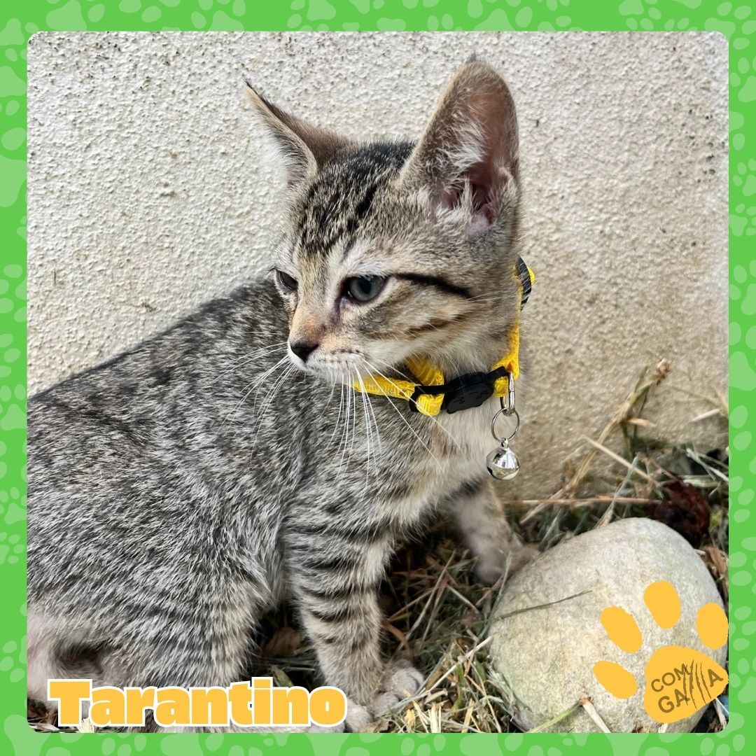 Gatinhos para adopção