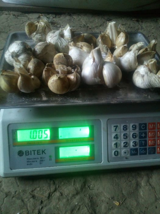 Продам часнок рокамболь і любаша