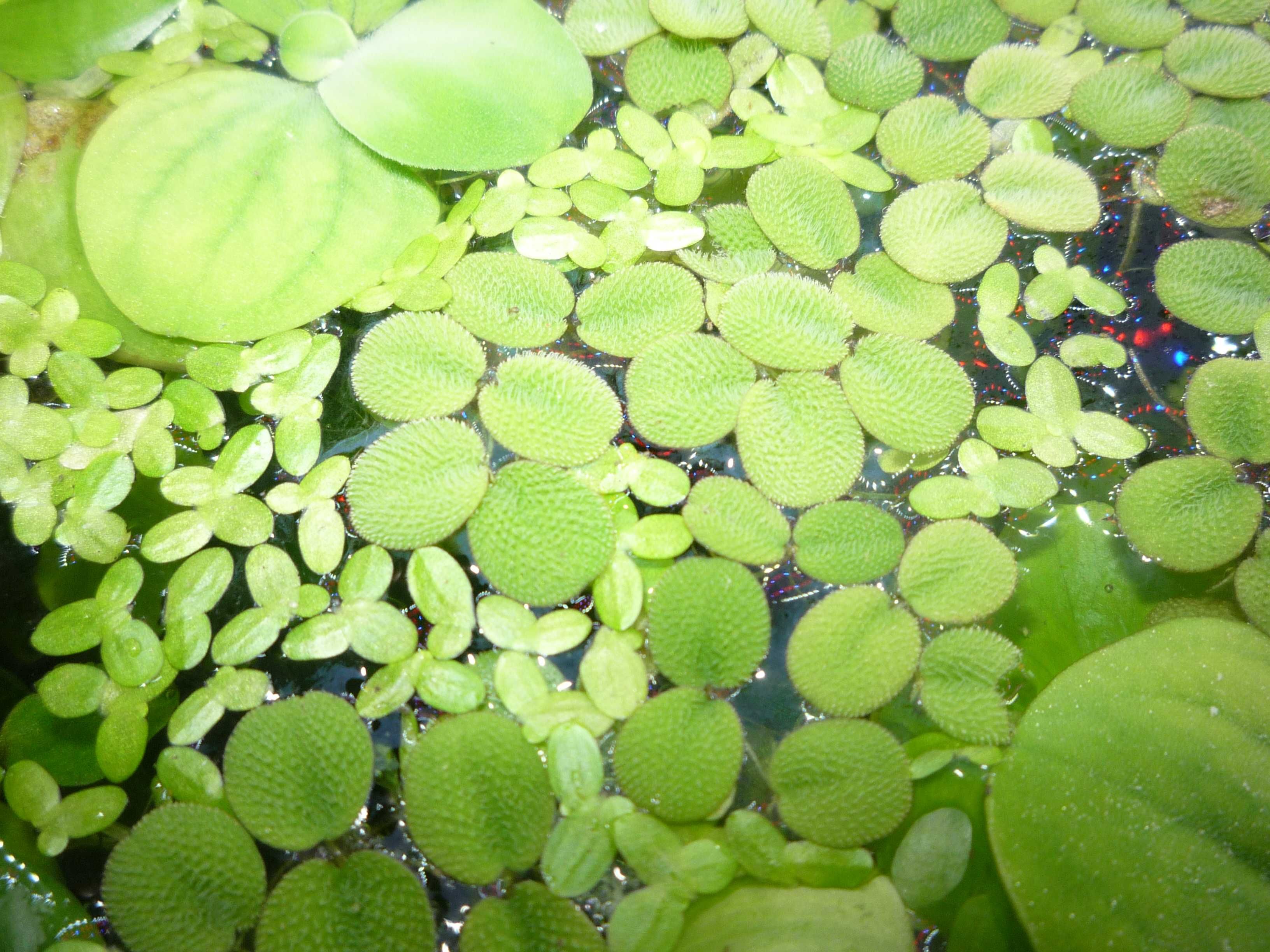 Sylvania natans (10szt) rośliny pływające komplet