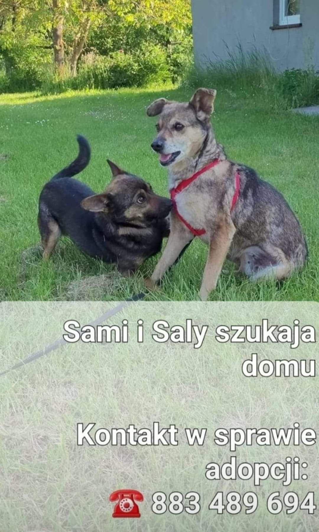 Sally i Sami szukają domu/ów