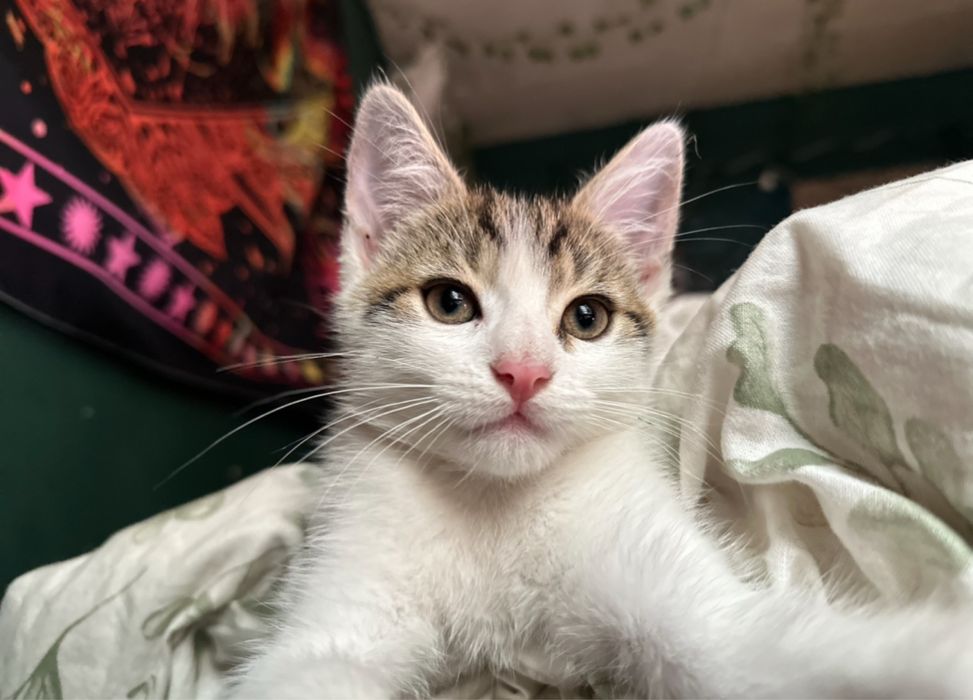 Simba szuka domu!
