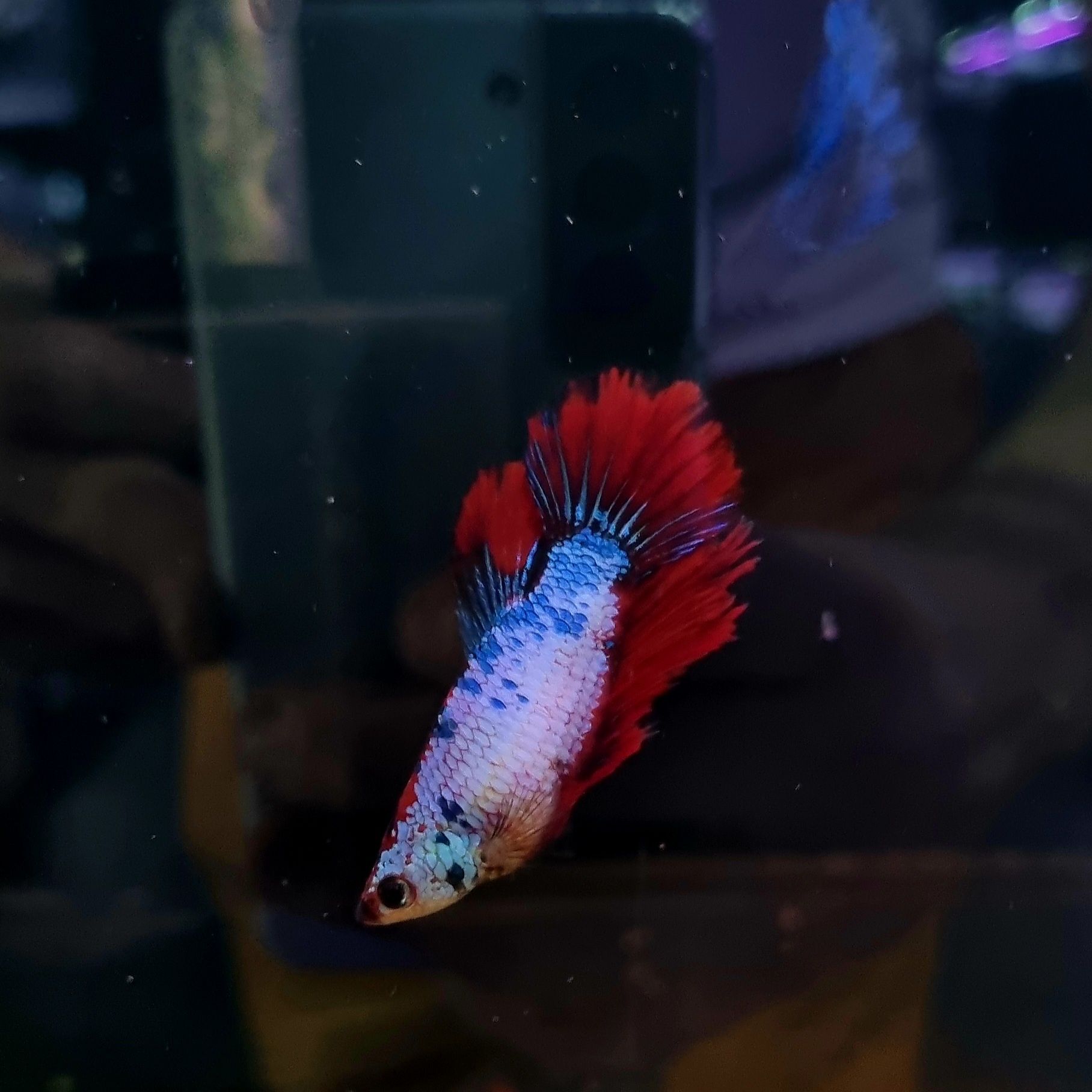 Bojowniki samice hm nemo