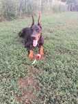 Suczka Doberman ułożona
