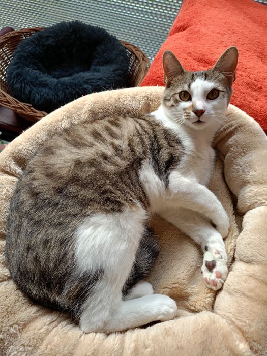 Otis koci miziak poleca się