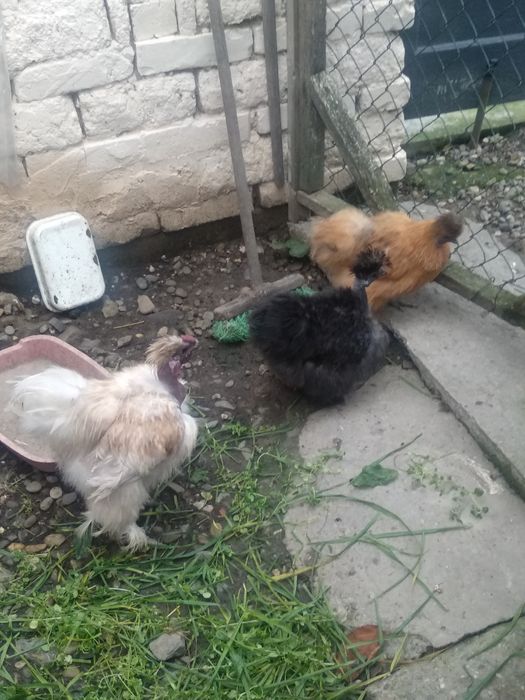 Китайська шовкова сім'я 1+2.