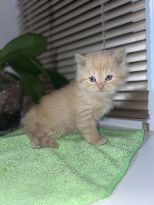 Кошечка отдам в хорошые руки