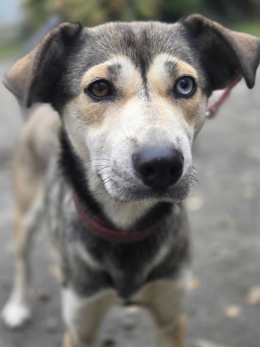 Husky mix Naomi szuka domu -schronisko Zgierz -aktualne