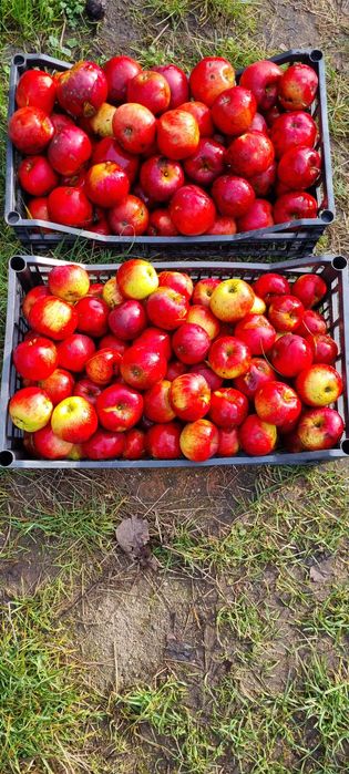 Oddam Jabłka słodkie naturalne nie pryskane