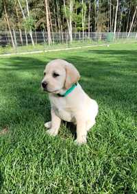 Labrador retriever FCI piesek