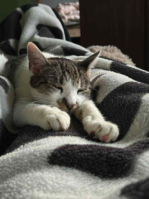 Maciuś- kot idealny!