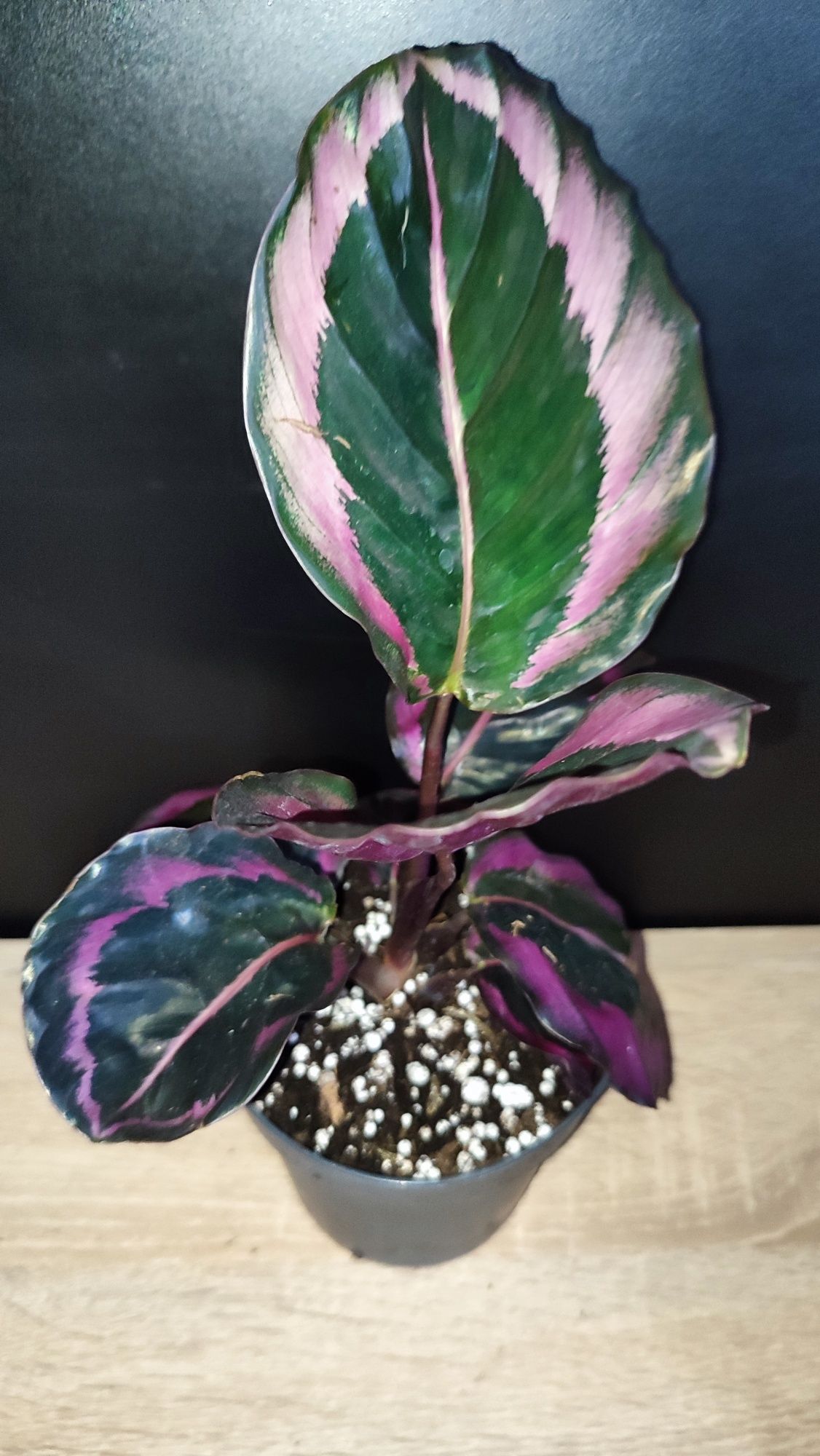Calathea Red Mojo Starter Plant