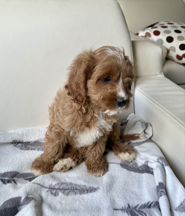 Cavapoo dziewczynka, sunia- badania grnetyczne