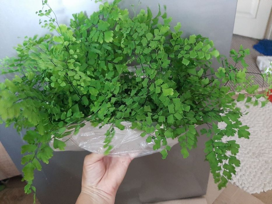 Адіантум (Венерине волося)