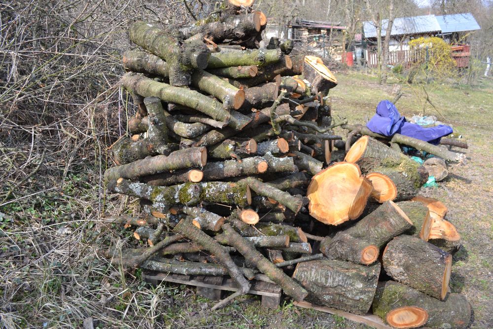 Drzewo do wędzenia Czereśnia zdrowa