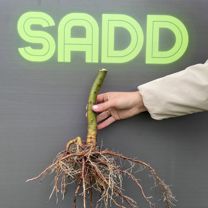 Павловнія 9501, Павловния Медоносна із стовбуром 1см