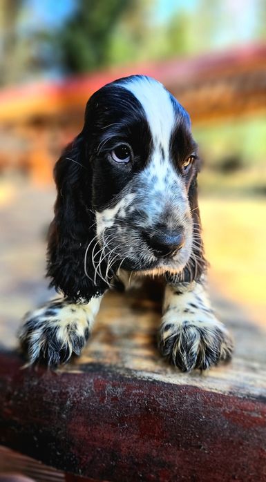 Cocker Spaniel Angielski - Piesek Blue Roan, szczeniak