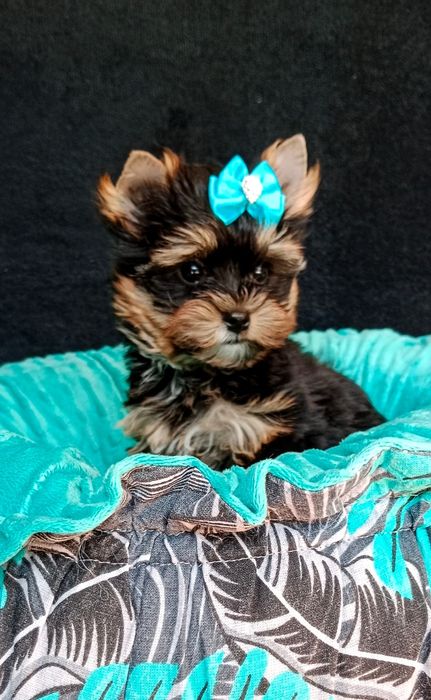 Yorkshire terrier mini piesek Jager