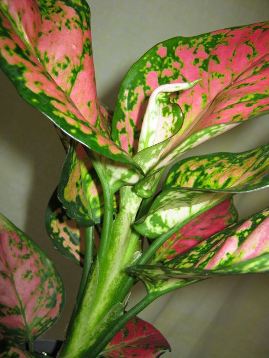 аглаонема есть много сортов детки, молодые кустики