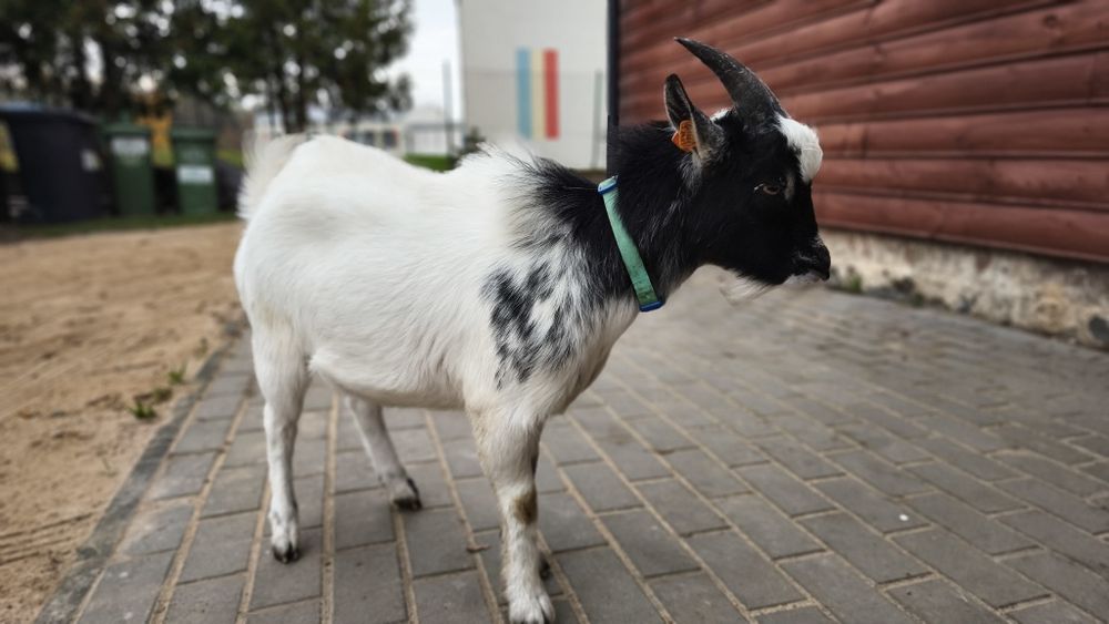 Koziołek miniaturowy do krycia