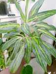 Aglaonema emerald stone i lemon mint sadzonki ładnie ukorzenione