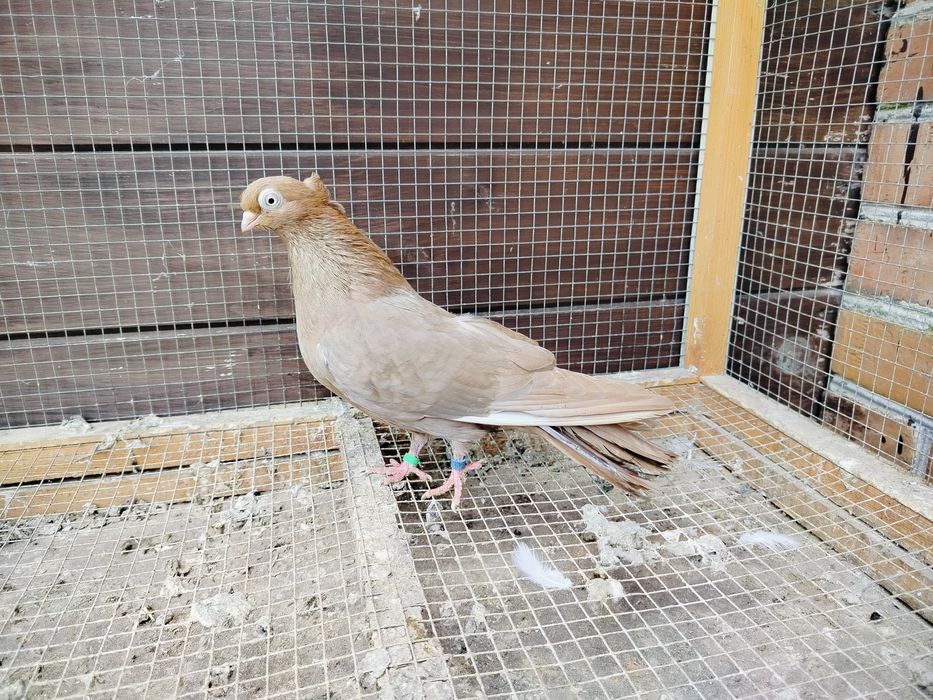 Gołębie zamojskie samce