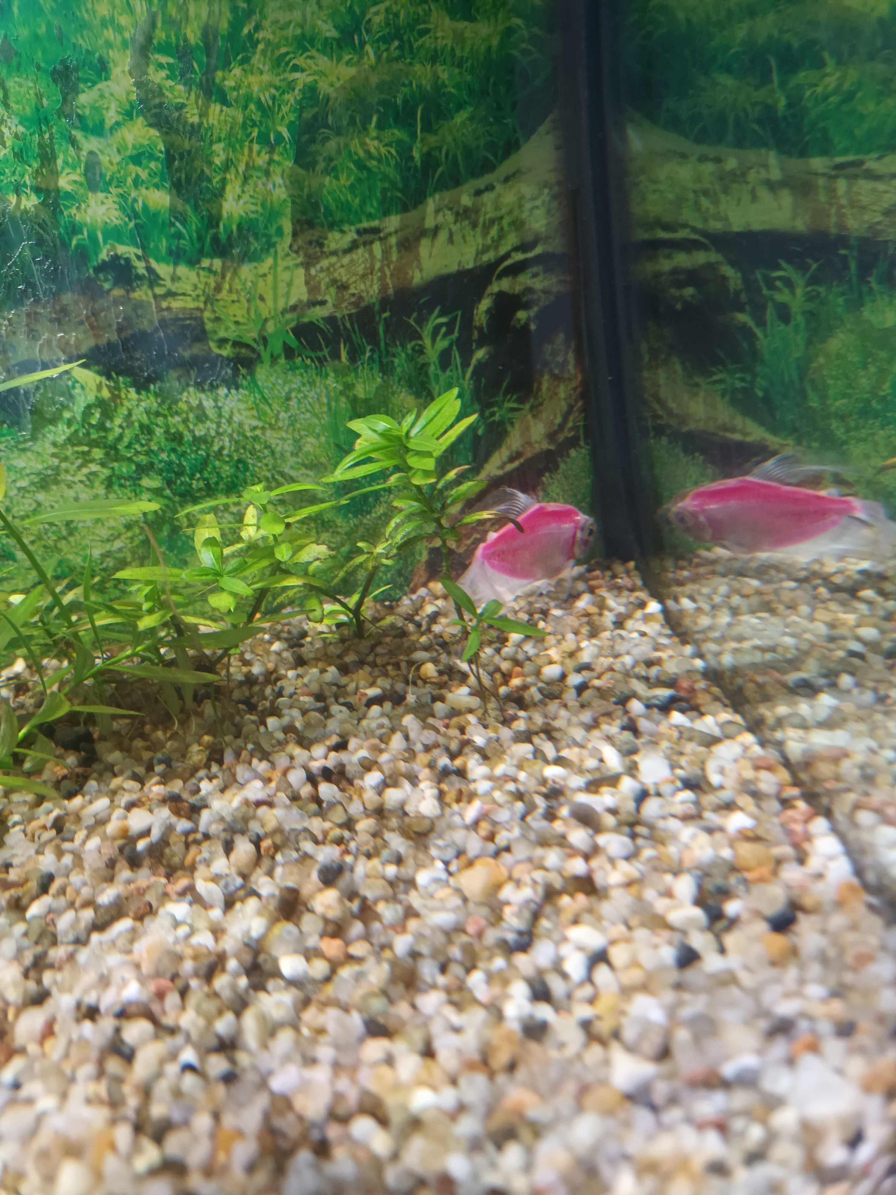 Akwarium 112 L + Akcesoria