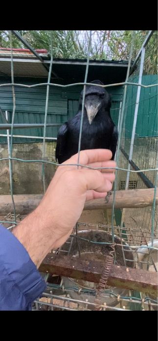 Corvo corax com documentos