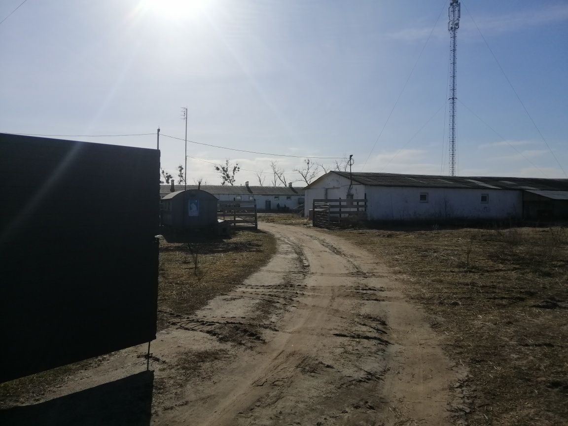 Продам діючу свиноферму