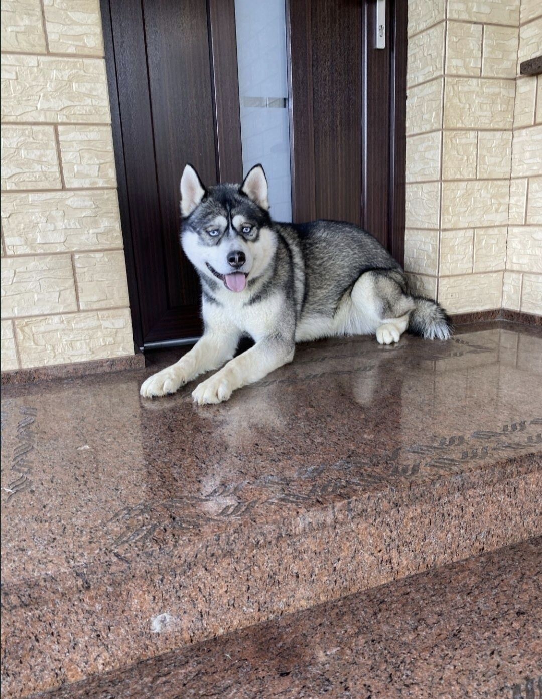 Husky Syberyjski