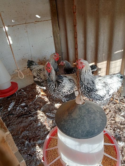 Galos wyandote e brahma perdiz dourada, 30€ cada.