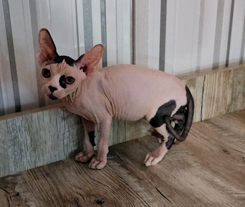 Хлопчики гарнюні