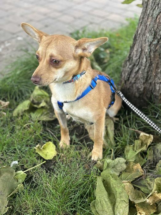 Kochana mała sunia czeka na swój dom adoptuj