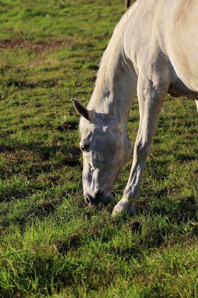 Cavalo com 20 anos obstaculos